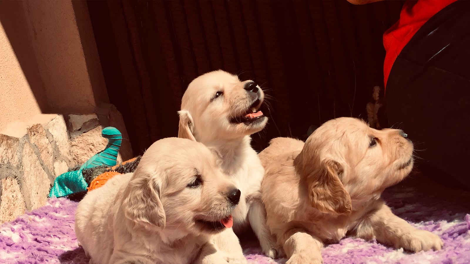 Primo piano di tre cuccioli di Golden Retriver a Roma