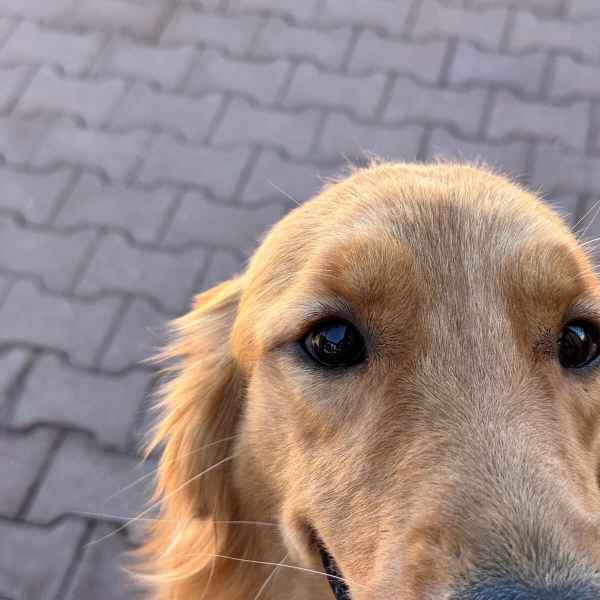 Zoe