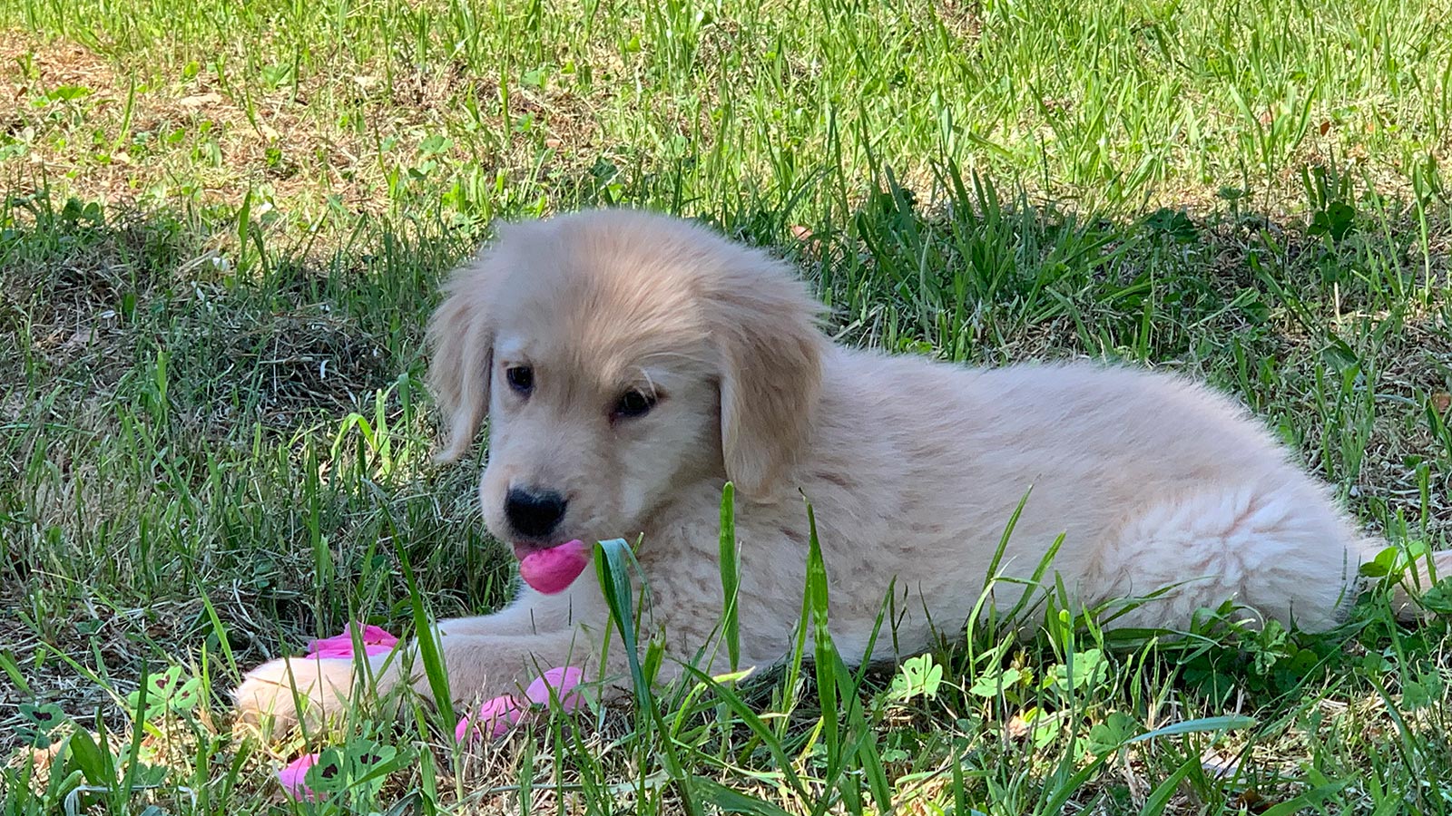 Uno dei cuccioli nati presso l'Allevamento di Golden Retriever di Roma