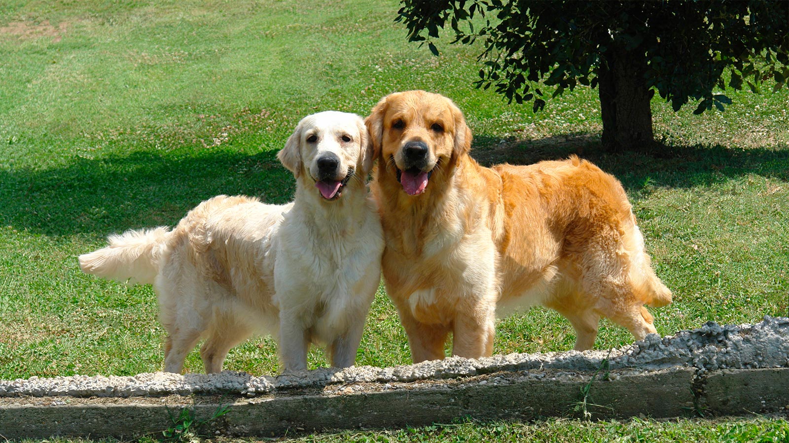 Due Golden Retriver su un prato verde nei pressi dell'Accademia Golden