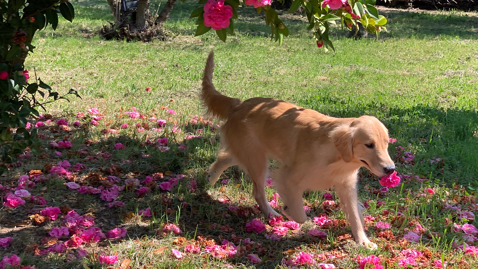 Uno dei Golden Retriver dell'Accademia Golden di Roma