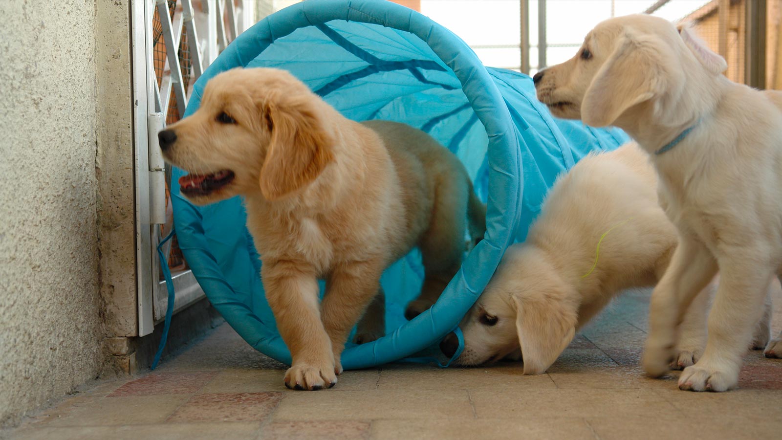 Alcuni cuccioli giocano tra di loro presso l'Allevamento di Golden Retriever nel Lazio