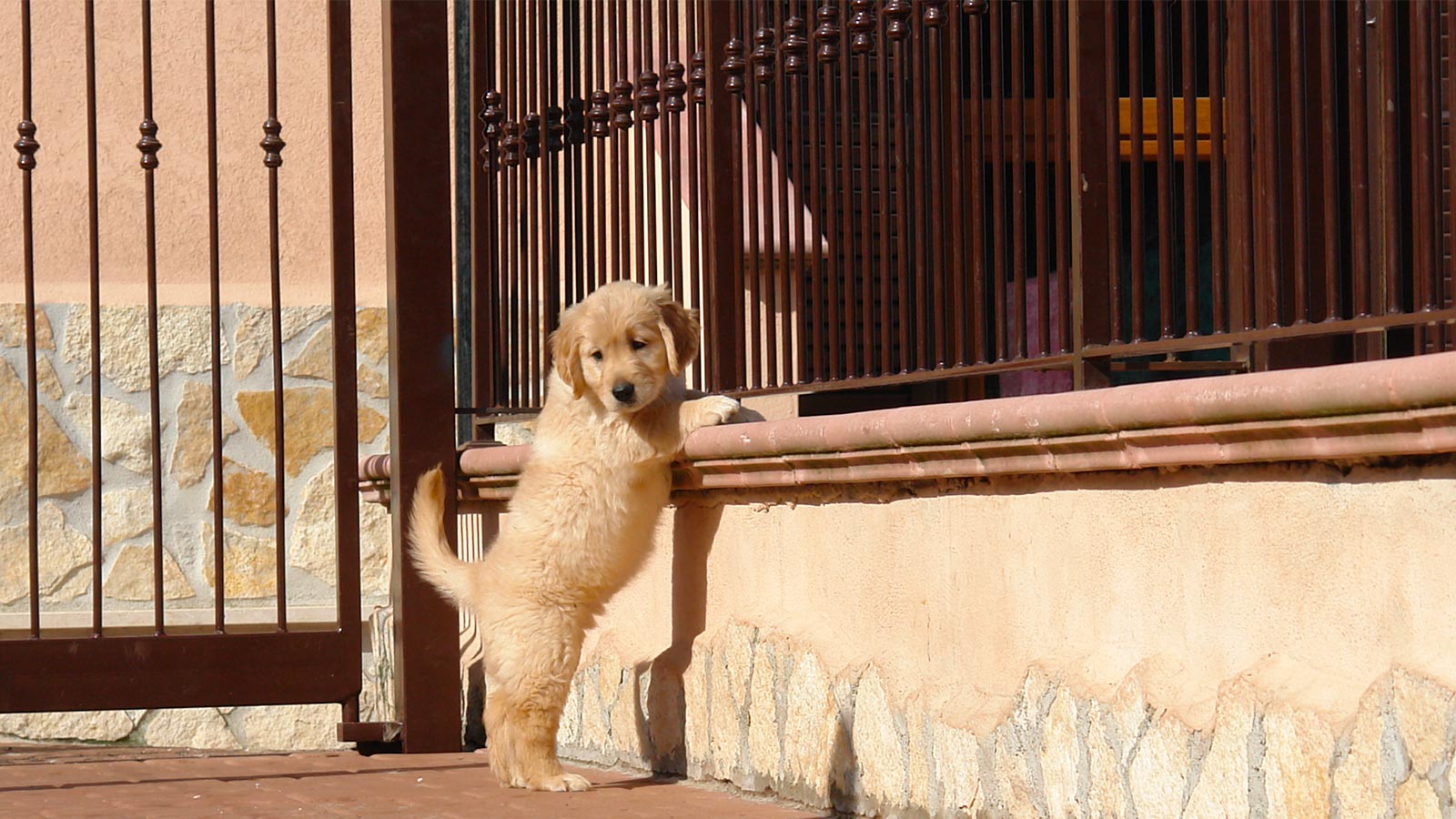 Un cucciolo di Golden Retriver appoggiato al cancello dell'Accademia del Golden
