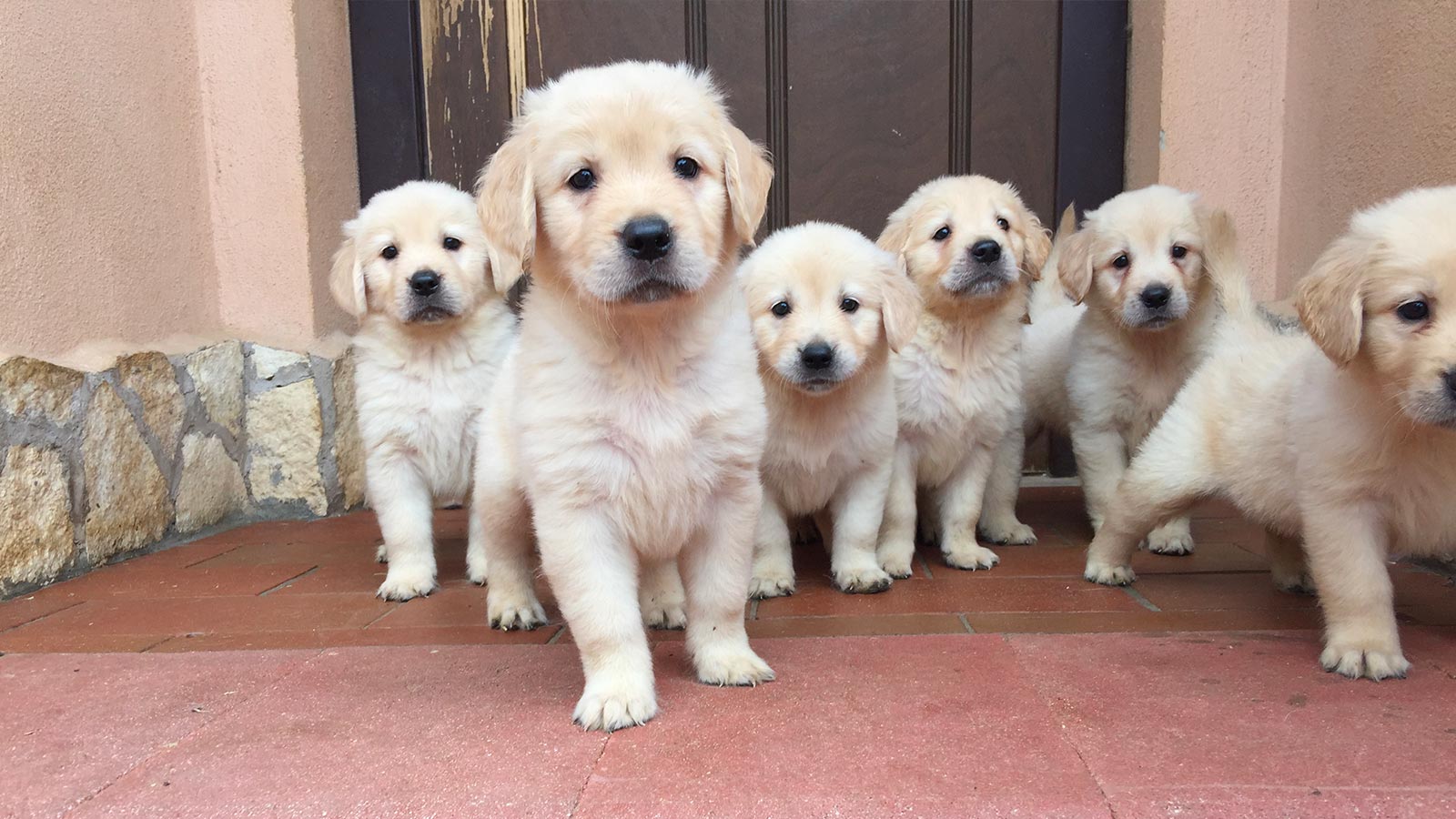 Sei cuccioli di Golden Retriever da adottare presso l'Allevamento di Golden a Roma