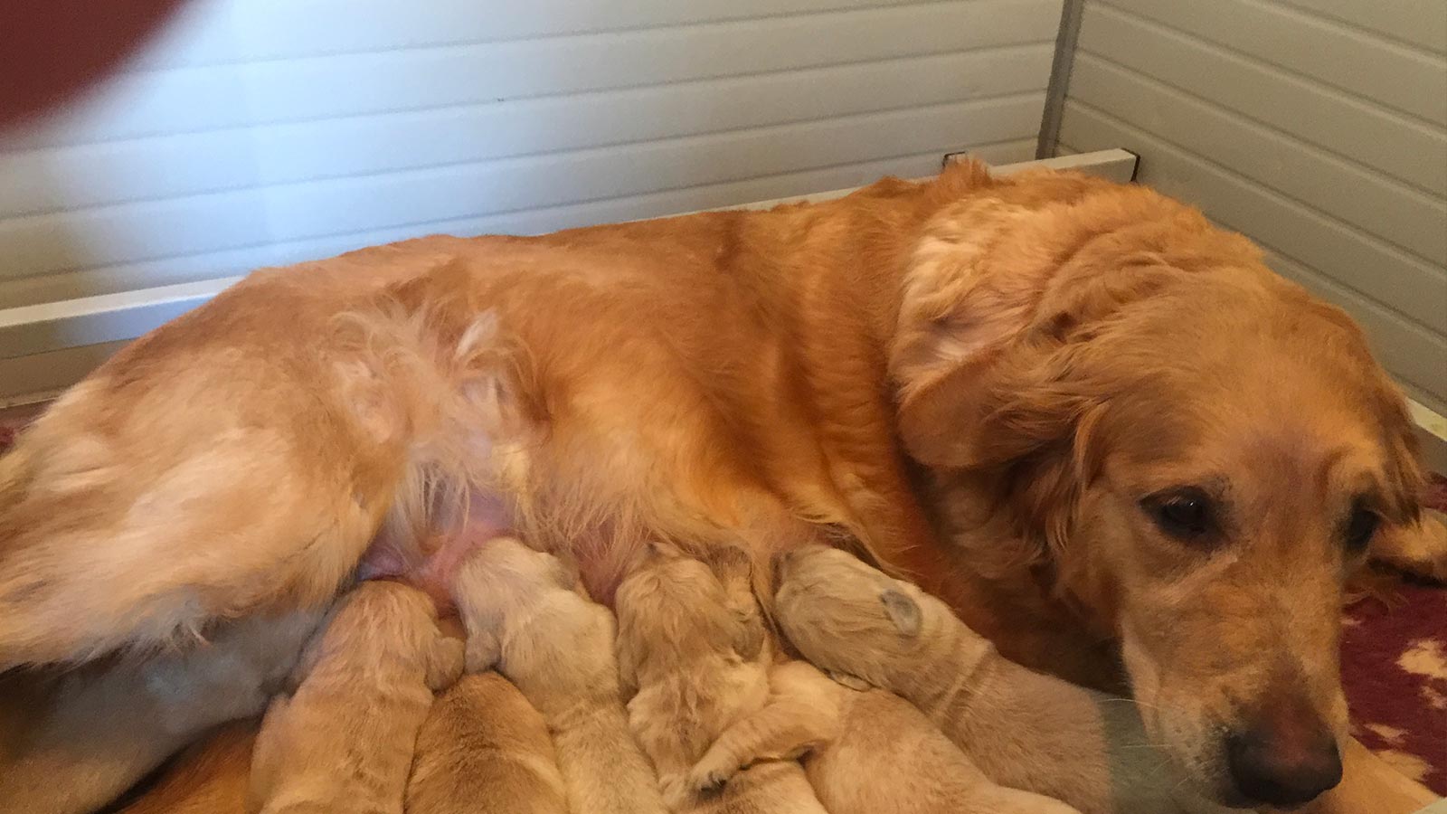 Un cane allatta i suoi cuccioli nati presso l'Accademia del Golden