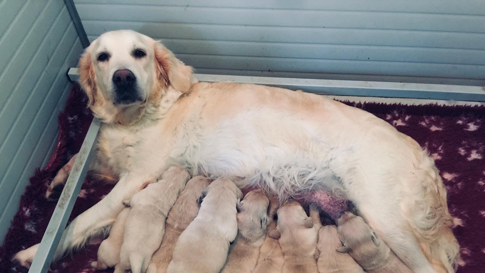 Un Golden Retriever allatta la sua cucciolata appena nata presso l'Allevamento di Golden Retriever nel Lazio